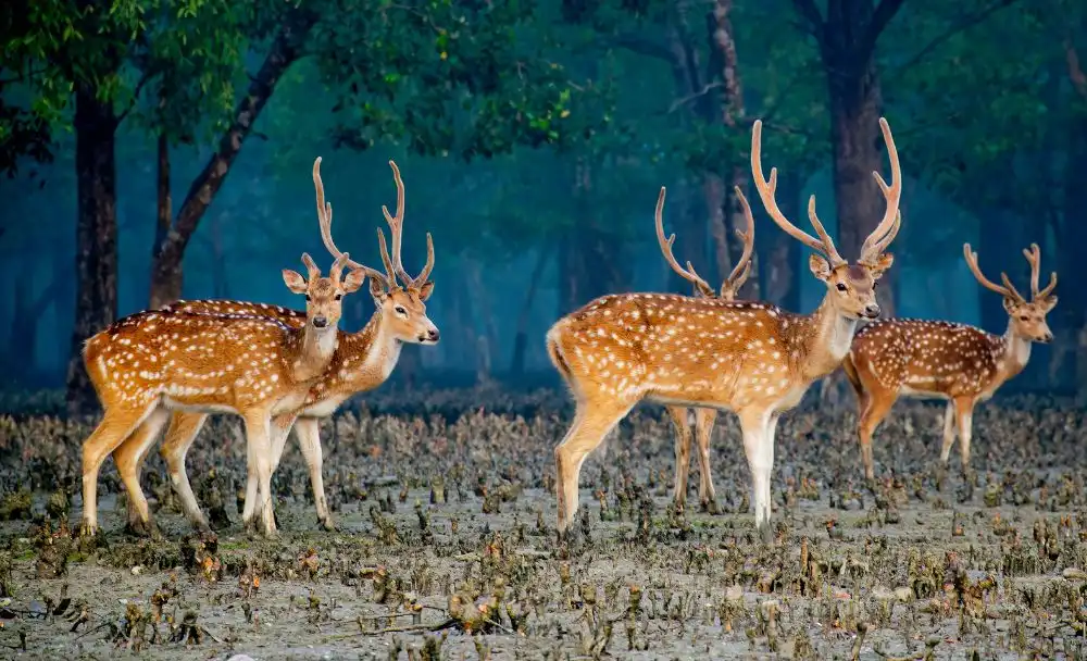 Sundarban wildlife photography tour