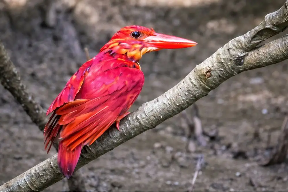 Red kingfisher bird sitting on tree branch in Sundarban mangrove forest