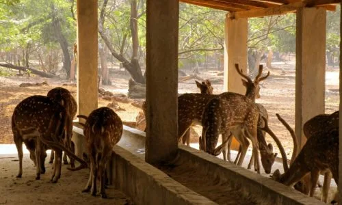 Deer inside Ballavpur Wildlife Sanctuary near Shantiniketan
