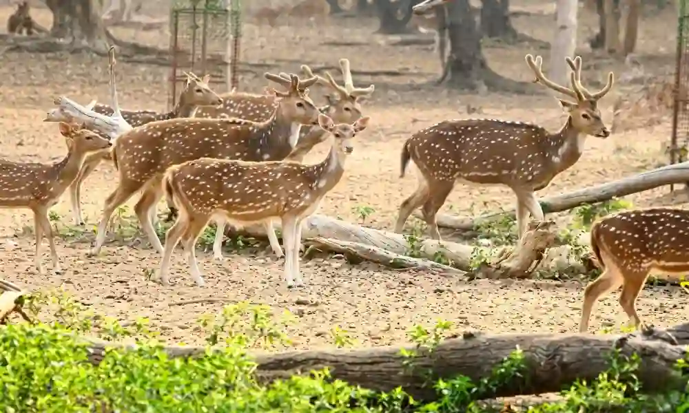 Ballavpur Wildlife Sanctuary forest and deer in Shantiniketan