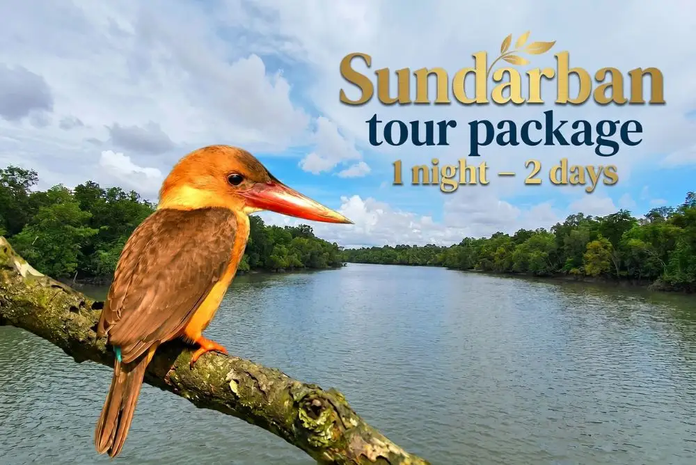 Brown-winged kingfisher sitting on tree branch beside Sundarban river boat safari representing sundarban tour package 1 night 2 days