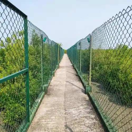 Dobanki canopy walk inside Sundarban mangrove forest during wildlife safari experience