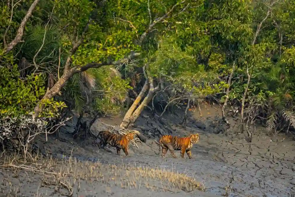 Two Royal Bengal Tigers crossing river near Sundarban safari boat during jungle tour