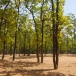 Sonajhuri Forest natural landscape and peaceful walking trails in Shantiniketan