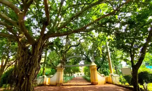 Nature walk through Sonajhuri Forest in Shantiniketan West Bengal
