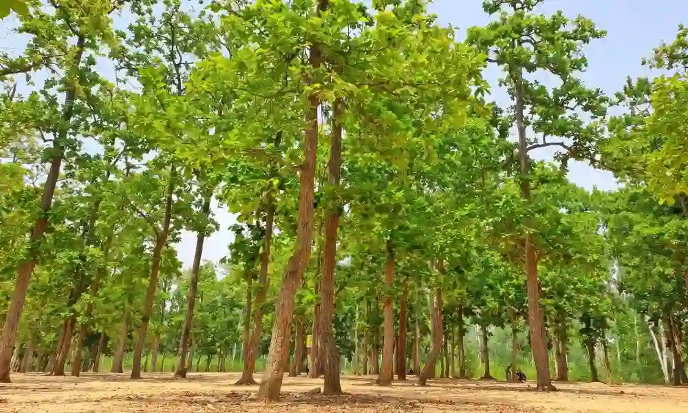 Sonajhuri Forest natural landscape in Shantiniketan West Bengal