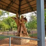 Sriniketan rural craft and cultural development center near Shantiniketan