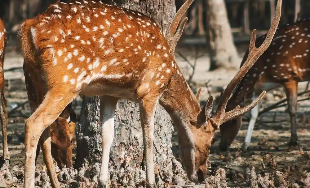 sundarban deers eating grass