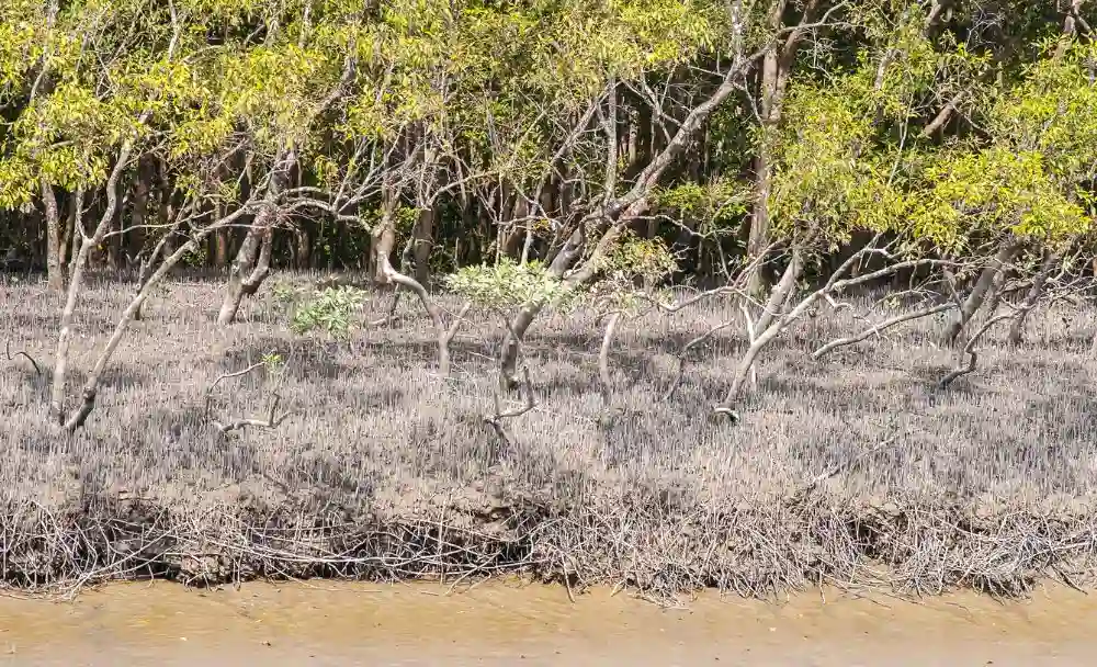 sundarban forest with mangrove roots
