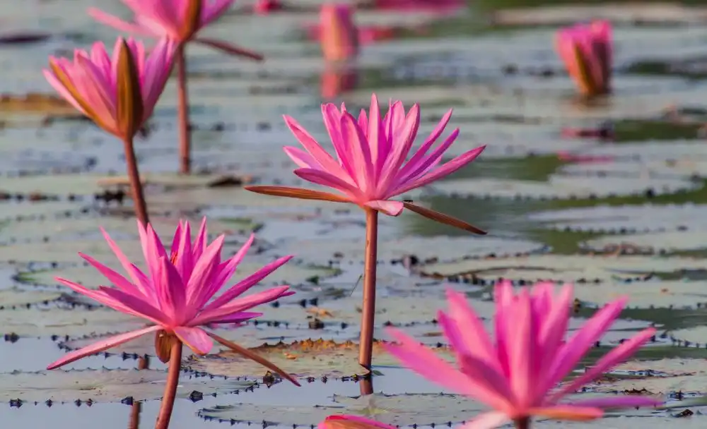 sundarban lotus in water pond