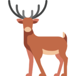 Spotted Deer