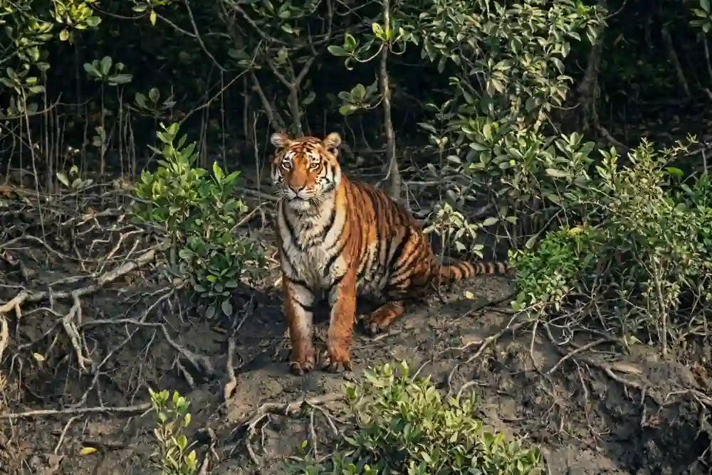 Royal Bengal Tiger sitting near Sundarban riverside spotted during one day boat safari tour