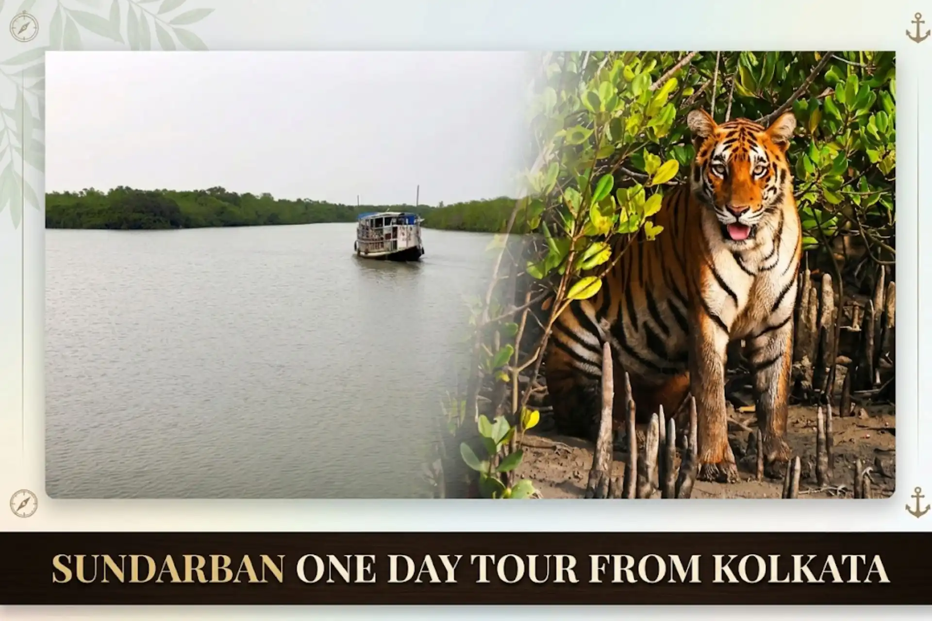 Royal Bengal Tiger in Sundarban mangrove forest with boat safari during Sundarban one day tour from Kolkata