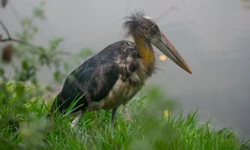 sundarban bird fish catching