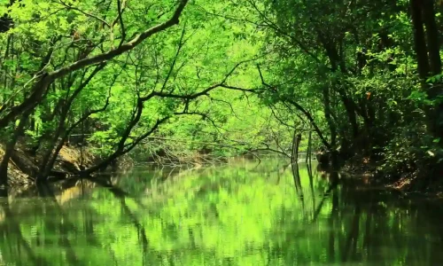 sundarban customize tour