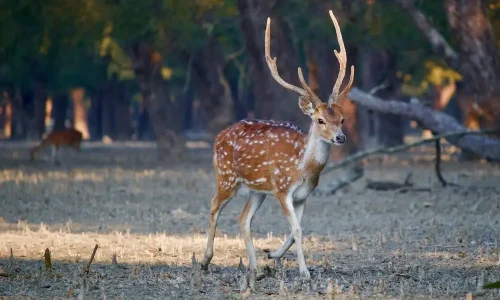 sundarban deer walking photography