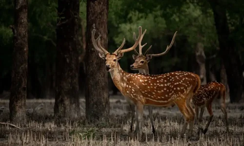 sundarban deers
