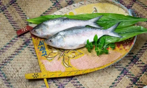 sundarban-hilsa-festival-fish.webp