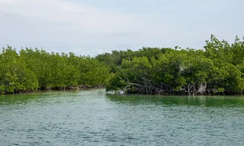 sundarban mangrove forest with river collaboration