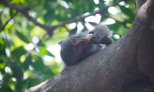 sundarban monkey eating fruit photography