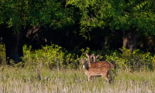 sundarban tour 1 day tour